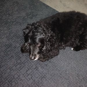 Meet your Posher, Logan